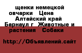 щенки немецкой овчарки › Цена ­ 200 - Алтайский край, Барнаул г. Животные и растения » Собаки   